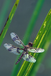草叶上的蜻蜓