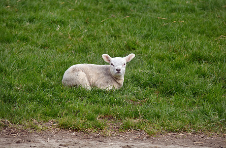 户外草地上的小羊