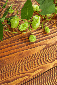 小木桌摄影照片_在一张木桌上的啤酒花植物