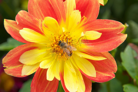 蜜蜂黄红色