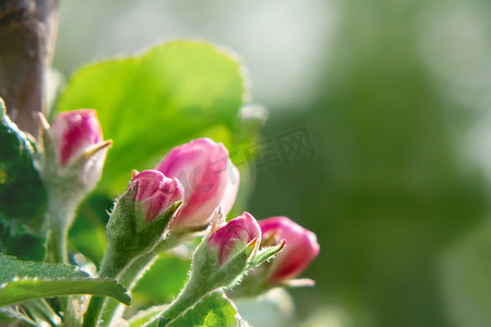五月天春天果园苹果树的粉红芽