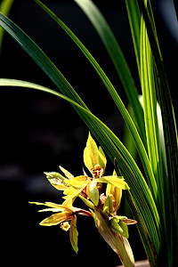 “植物，兰花，香通草，”