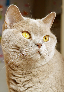 紫色猫摄影照片_淡紫色英国短毛猫肖像