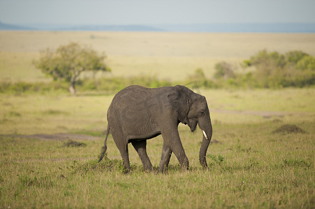 大耳朵图摄影照片_大草原上的大象