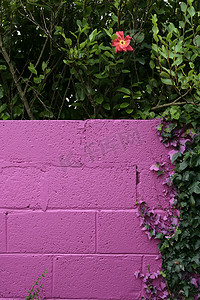 爬山虎背景墙摄影照片_美丽的粉红色花园墙