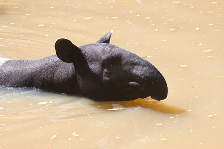 地面头发摄影照片_马来貘 (tapirus indicus)