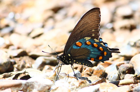 矢量管弦乐器摄影照片_Pipevine Swallowtail (Battus philenor)