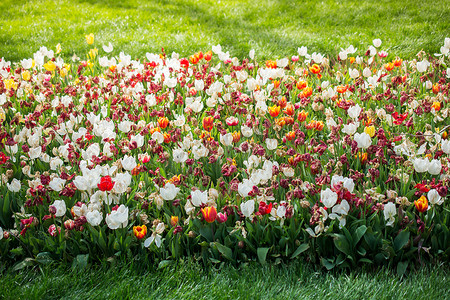 春设计摄影照片_大自然中令人惊叹的五颜六色的春花