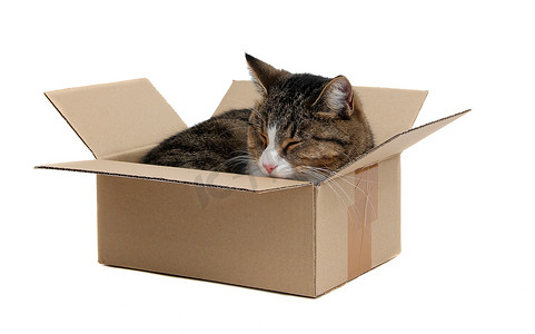 在白色的移除盒中睡着可爱的猫