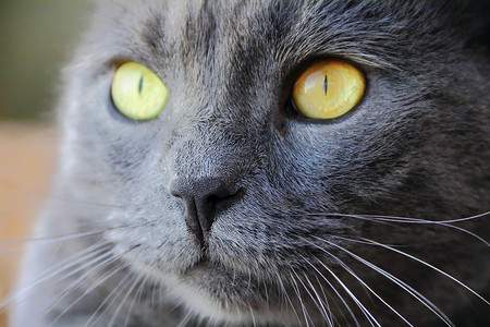 黄眼睛猫头像