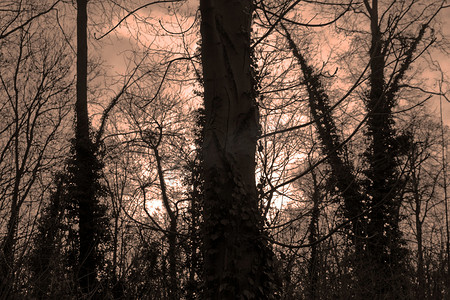 《暮色中的森林，灯光效果与氛围》