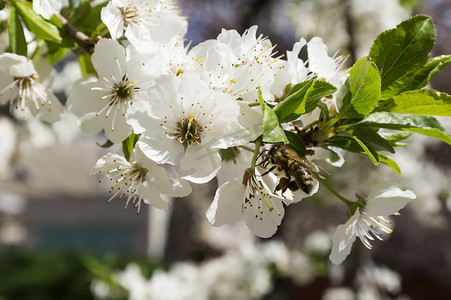 蜜蜂授粉开花的树