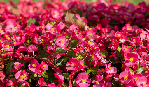 花园秋海棠中亮粉色花朵的花卉背景