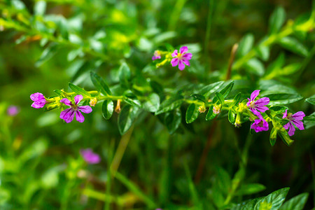 小花装饰摄影照片_散景花园背景中的紫色小花、特写和宏观拍摄、选择性聚焦、抽象图形设计