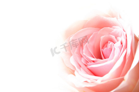 明亮的粉红色玫瑰