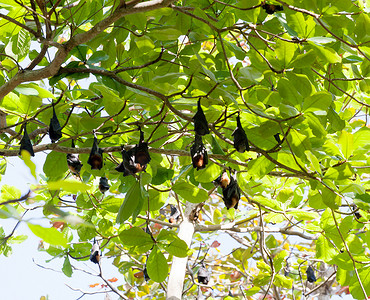 “一群飞狐挂在树上，泰国”