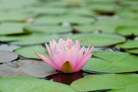 雅致情调摄影照片_池塘上有荷叶的粉色睡莲
