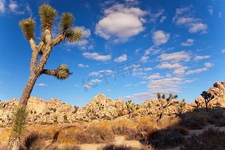 丝兰 Brevifolia 莫哈韦沙漠约书亚树国家公园加州