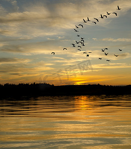 夕阳下湖上的鹅