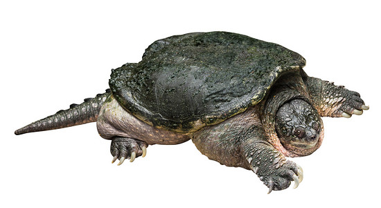 鳄龟 (Chelydra serpentina) 在白色孤立的背景下爬行并抬起头。