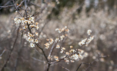 天冷穿得很少摄影照片_春天灌木上长着小白花，浅景深的照片只有很少的花瓣聚焦