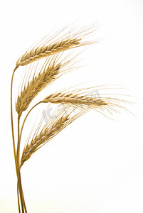 在白色的小麦麦片