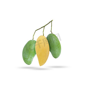 黄色成熟芒果和绿色生芒果在白色背景的同一个分支