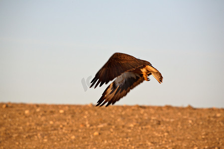 在飞行中的大角猫头鹰在萨斯喀彻温省