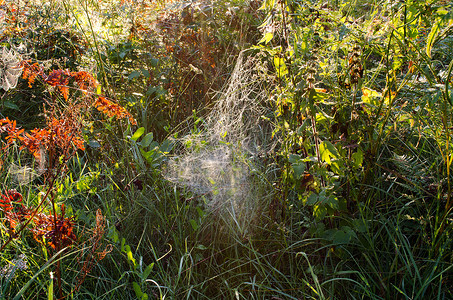 植物阳光下的露水蜘蛛网秋日早晨