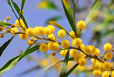含羞草明亮的黄色花朵