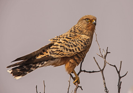 大红隼 (Falco rupicoloides)
