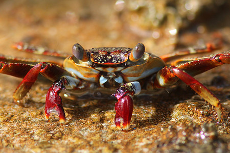 “红岩蟹 (Grapsus grapsus) - 博内尔岛，荷属安的列斯群岛”