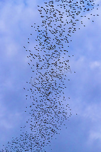 在傍晚的背景下，一群蝙蝠正飞来飞去寻找暮色天空的食物。