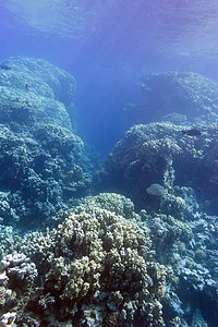 与硬珊瑚的珊瑚礁在热带海底部在蓝色水背景