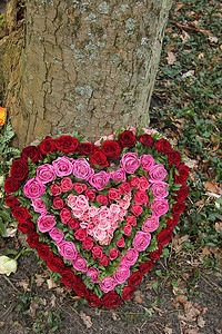 心形的花瓣摄影照片_红色和粉红色的心形同情花