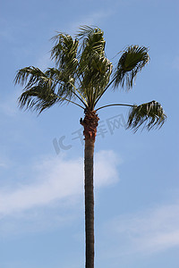 强风中的棕榈树