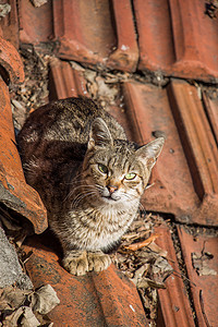 另一张无家可归的流浪猫的画像