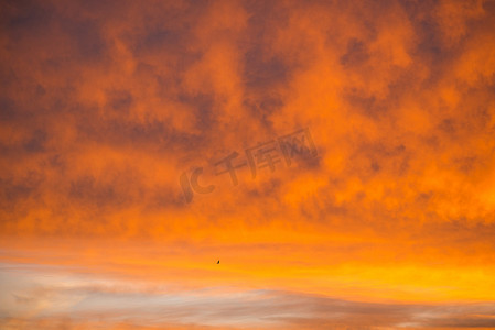早上遛鸟摄影照片_日出时天空有红云