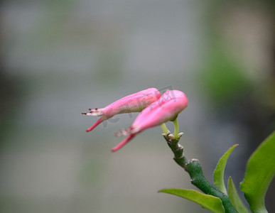 回族花儿摄影照片_鸟儿喜欢花儿