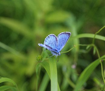 蓝绿色摄影照片_Polyommatus dorylas，灰蝶科的蓝绿色蝴蝶