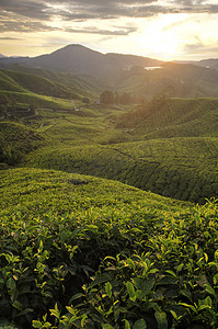 马来西亚金马伦高原茶园雾蒙蒙的早晨