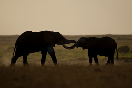 背光看到两只大象