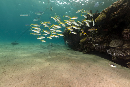 红海中的黄鳍鲻鱼和珊瑚。