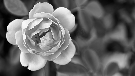 黄昏时分，在得克萨斯州的一个花园里，有选择地聚焦玫瑰的柔和、精致的黑白照片