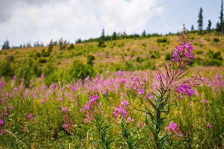 粉紫色的杂草 — Chamaenerion angustifolium — 生长在森林草甸、模糊的树木和草地背景中的花朵