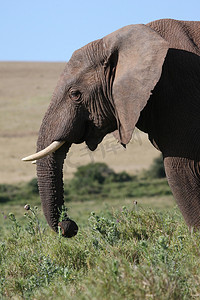 雄性非洲大象吃