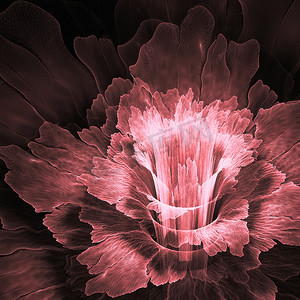 动态花摄影照片_粉红色的分形花