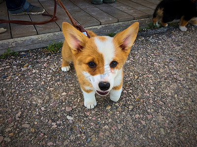 调查照相机的可爱的科吉小狗。