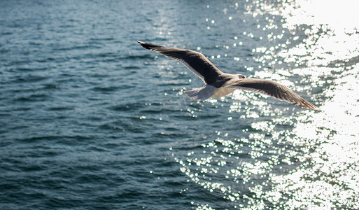以天空为背景的单只海鸟海鸥在天空中飞翔