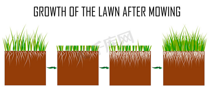 草坪割草过程的步骤-前后、草坪草护理服务、园艺和景观设计、文章的单独插图、信息图表或白色背景说明。
